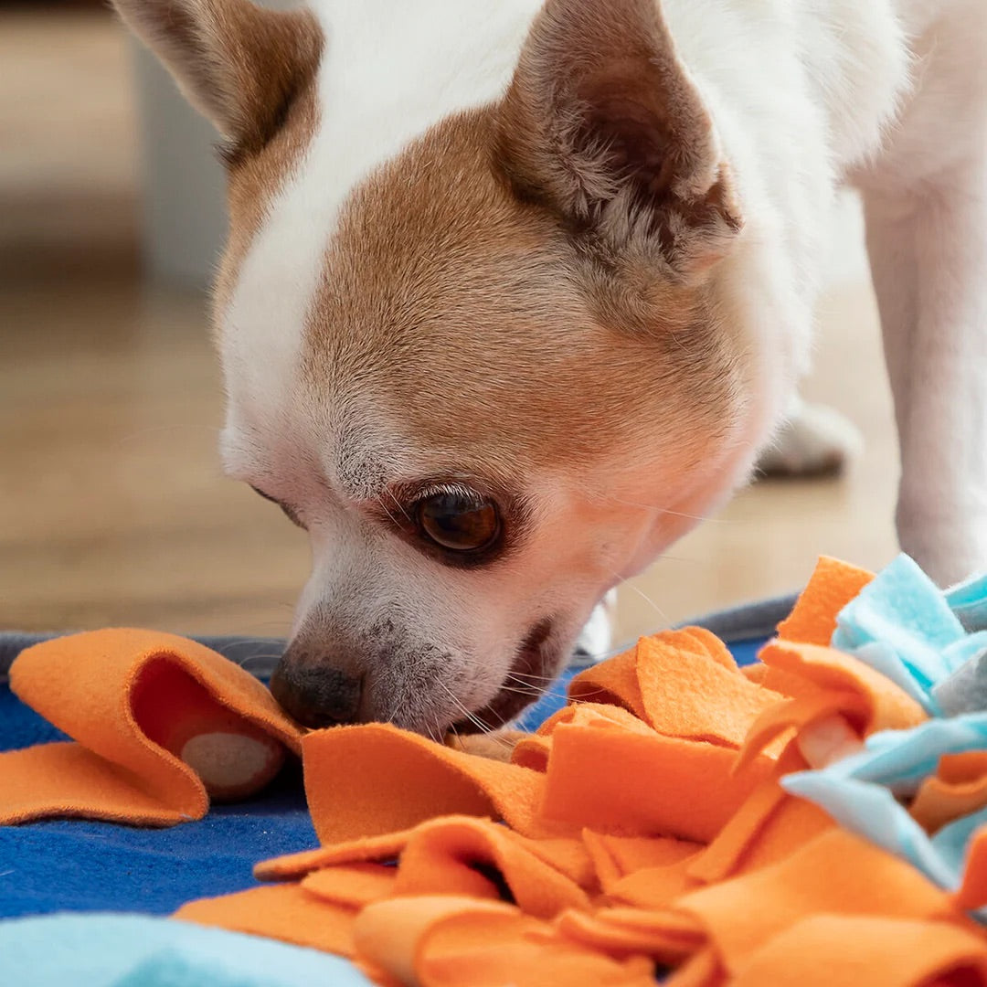 Alfombra Olfativa Petsy® (Nuevo modelo)